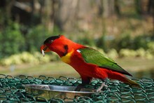 Portrait Of Red Parrot Bird Eating Dry Sunflower Seed From Stainless Bowl In Green Garden. Feeding Animal.