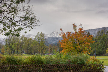 Wall Mural - fog in the mountain forest with yellow and red leaves, top view