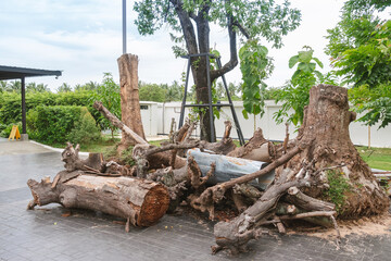 Wall Mural - Piles of logs were cut down into smaller pieces and stacked from trees and stumps were left on the ground to organize and decorate the public garden to be beautiful. Pile of wood that has been cut.