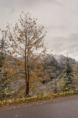 Wall Mural - fog in the mountain forest with yellow and red leaves, top view