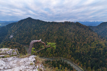Wall Mural - fog in the mountain forest with yellow and red leaves, top view