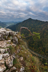 Wall Mural - fog in the mountain forest with yellow and red leaves, top view