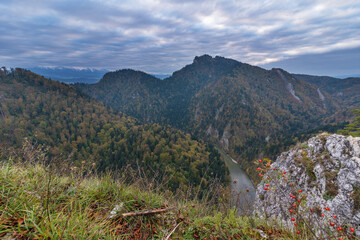 Wall Mural - fog in the mountain forest with yellow and red leaves, top view