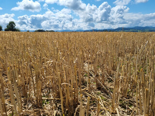 Wall Mural - Serene landscape of a wheat field on a sunny day