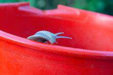 A Funny Snail Is Trying To Escape From A Red Bucket.