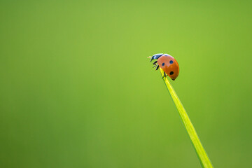 Wall Mural - Ladybug on green leaf in a sunny day