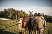 Two Draft Horses Preparing To Pull A Carriage In A Field Outside In Summer.