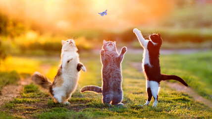 Wall Mural - three different beautiful cats play in a sunny summer meadow and catch a blue butterfly jumping up