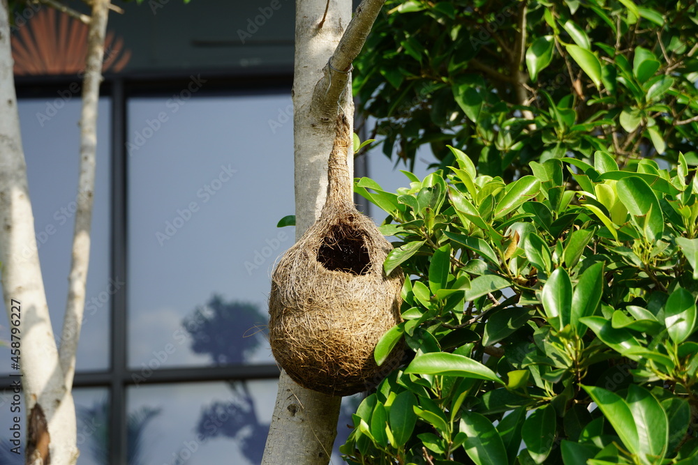 Wildlife - Weaver Birds Nest on a Tree in Nature Outdoor. Baya Weaver ...