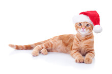 Christmas Pet Cat Animal Kitten In Xmas Santa Hat