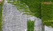 A stone wall overgrown with ivy. Natural stone background and green liana.
