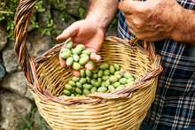 Man Holding A Basket With Freshly Collected Olives From The Olive Tree In The Garden. Harvesting In Mediterranean Olive Grove In Sicily, Italy. Gardener In Ecobio Garden.