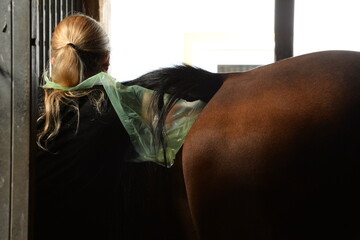 Rektaluntersuchung beim Pferd mit Ultraschall. Veterinärin untersucht ein braunes Pferd im Stall