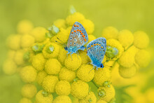 Plebejus Argus Butterflies On Yellow Flowers Close Up