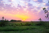 Fototapeta Na ścianę - Rural landscape. Green field at sunset with beautiful lilac clouds