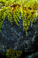 Wall Mural - Lush green moss growing on a stone.