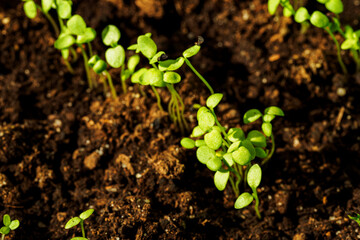 Wall Mural - Young and lush green plants growing in the soil.