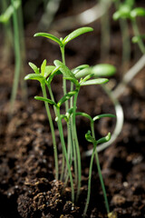 Wall Mural - Young and lush green plants growing in the soil.