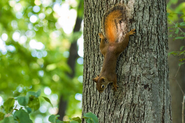 Poster -  American red squirrel (Tamiasciurus hudsonicus)