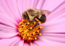 Close Up Shot Of Bee Collecting Pollen From Pink Flower