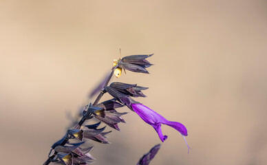 Wall Mural - Close up shot of purple flower plant with insect at the tip of branch