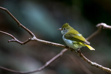   bird in the tree.in natural.in forest.