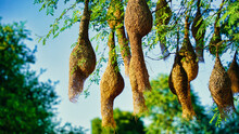Group Of Weaver Bird Nest Hanging On Leafless Tree Under The Blue Sky, The Peaceful Weaver Village