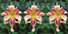 Triplets! Three Stunning Daylily Blossoms With Vibrant Red And Yellow Pattern Painted Over Cream-colored Petals. Blossoms On Left And Right Are Mirror Images Of Flower In Center. 