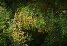 Yellow Pine Needles