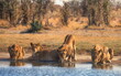 group of lions in the wild
