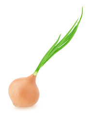 Wall Mural - Fresh golden onion with leaves isolated on white background.