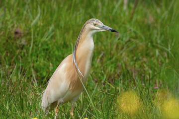 Poster - Squacco Heron (Ardeola ralloides) hunting on the grass