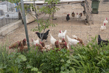 Organic Free-range Hens Give Healthy Eggs.