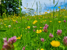 A Pretty English Wildflower Meadow With Pink And Yellow Flowers