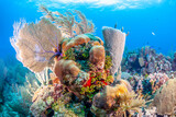 Fototapeta Fototapety do akwarium - Caribbean coral garden