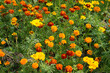 Orange marigold flowers bloom in the garden