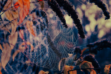 spider web with dew drops