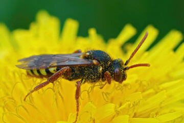 Sticker - Closeup on a beautiful red , Lathbury's nomad bee, Nomada lathburiana