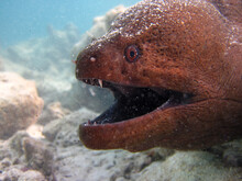Moray Eel - Muraenidae - Giant Moray Close Up