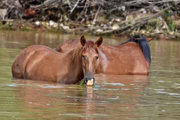 Canvas Print - Arizona wild horses cooling off in the Salt River