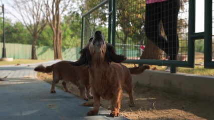 Poster - A close up of two Irish setter dogs looking up and barking on a concrete floor in the garden on a sunny day