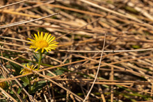 Yellow Wild Flower Under The Straw
