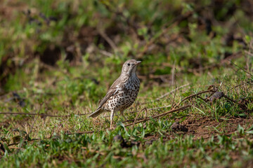 Poster - Song Thrush (Turdus philomelos) walking through the grass