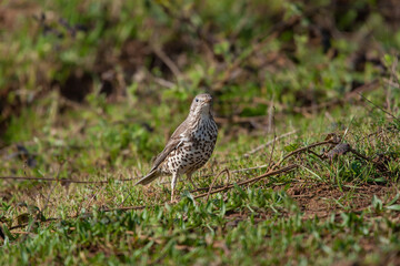 Poster - Song Thrush (Turdus philomelos) walking through the grass