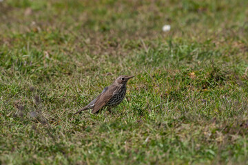 Poster - Song Thrush (Turdus philomelos) walking through the grass