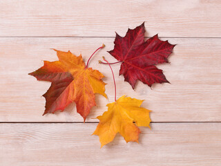 Wall Mural - multicolored autumn maple leaves on an old wooden table