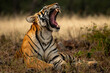 angry wild royal bengal female tiger yawing with long canines in cold winter season during outdoor wildlife safari at forest of central india - panthera tigris tigris