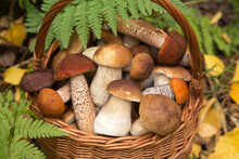 Edible Different Wild Mushrooms Porcini Boletus In Wicker Basket In Fern Green Leaves In Autumn Fall Forest Close Up, Macro