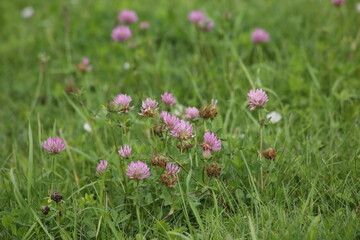 Bumblebee sits on pink clover flower on green grass background close up, bumble bee on blooming purple clover on sunny day macro, spring or summer season nature, yellow bee eating flower nectar. High