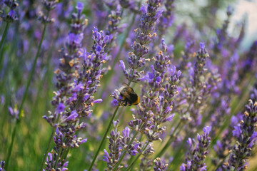 Poster - Selective focus shot of blooming lavender flowers in the farm field